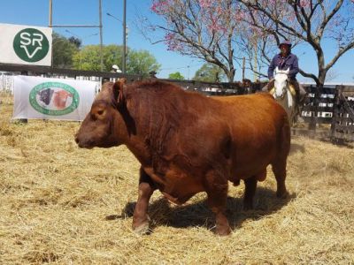 Más de 150 reproductores se subastaron en el 11° gran remate del norte santafesina