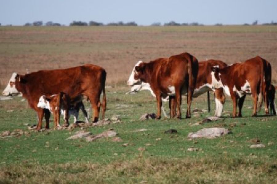 Vacas y terneros - Foto INTA
