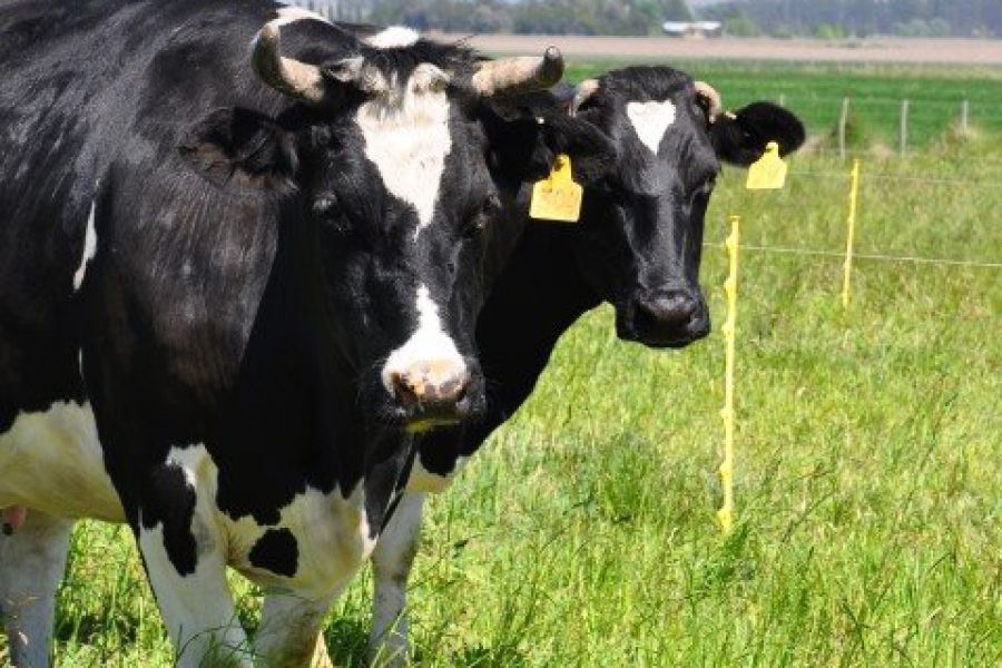 Monitoreo de vacas lecheras - Foto INTA