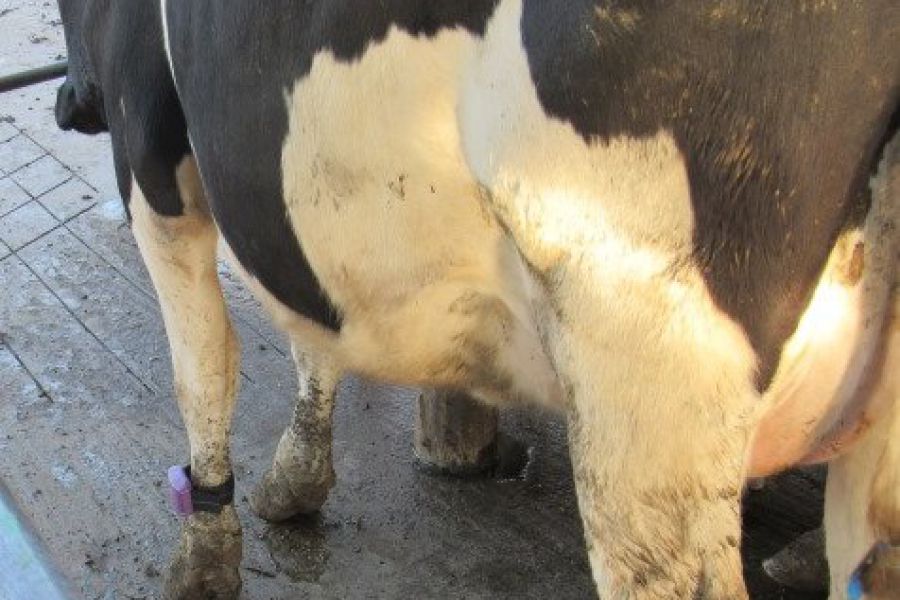 Monitoreo de vacas lecheras - Foto INTA