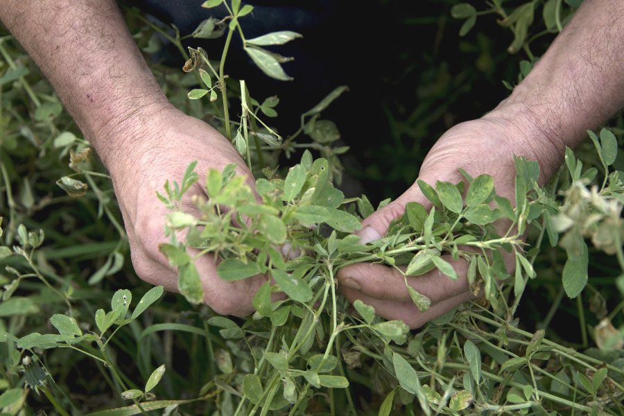 Alfalfa forrajera - Foto MInisterio de AgroIndustria