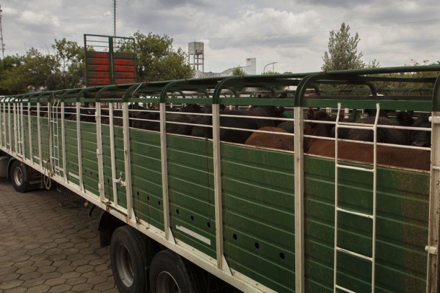 Camiones con ganado bovino