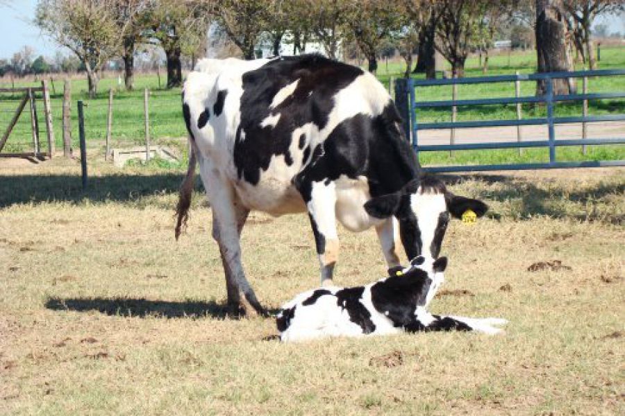 Vaca y ternero - Foto INTA
