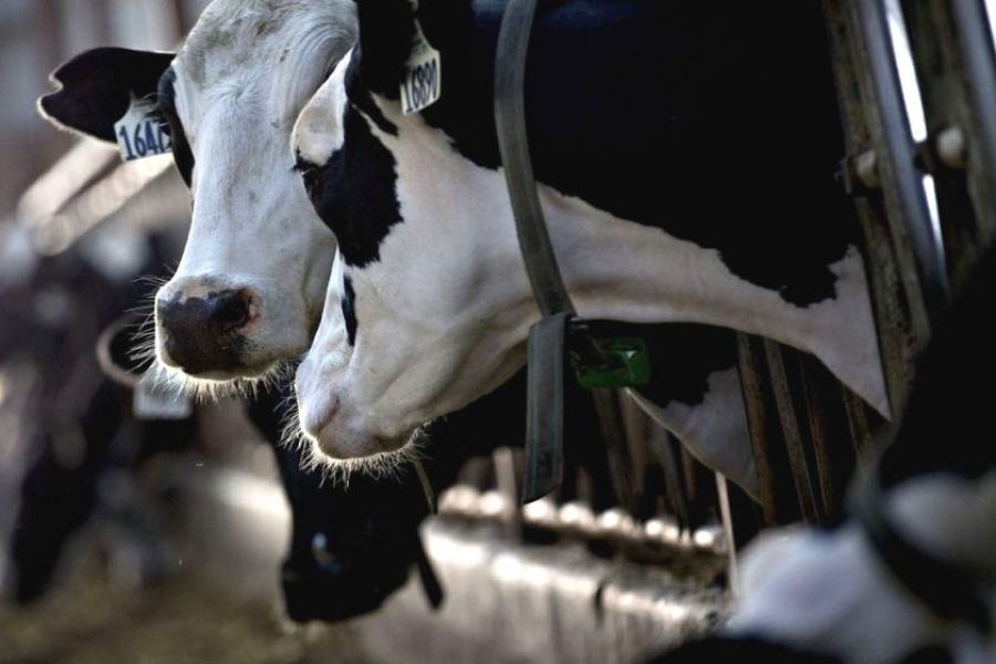 La lechería sigue sin pasteurizar su relación comercial
