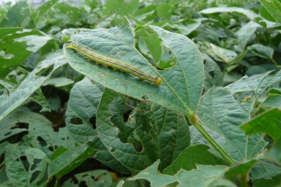 Soja: alerta por insectos que pueden afectar los rindes