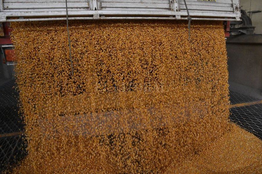 El maíz podría dejar al país un ingreso cercano a los U$S 8.000 millones