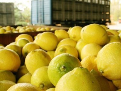 Estados Unidos oficializó la autorización para el ingreso de limones argentinos