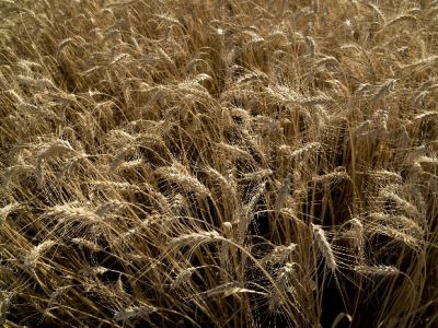 Agroindustria logró que Brasil no incluya arancel 0% para el trigo extra Mercosur