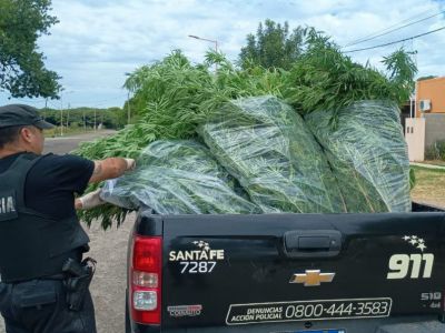 Secuestraron plantas de cannabis