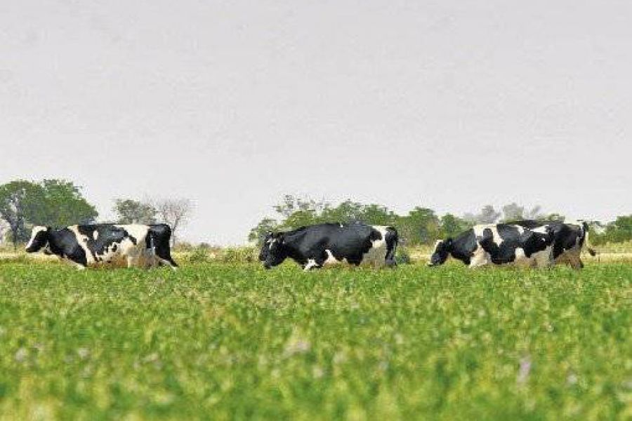 Vacas pastando - Foto Campo Litoral