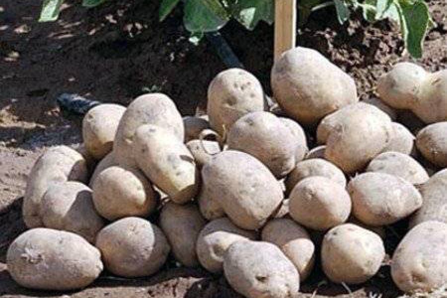 Papas - Foto INTA