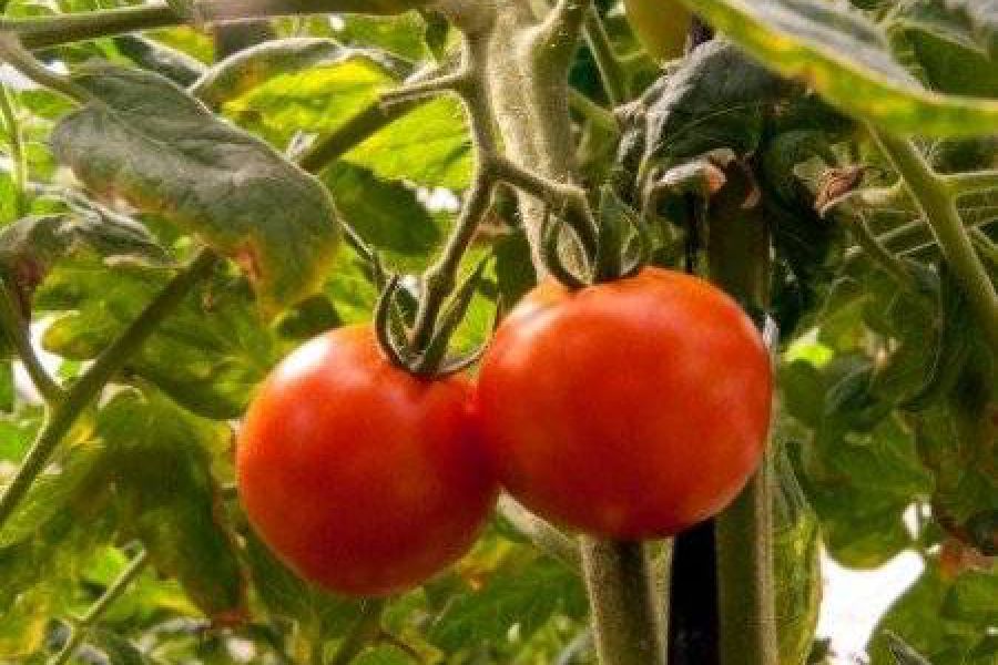 Tomates - Foto INTA