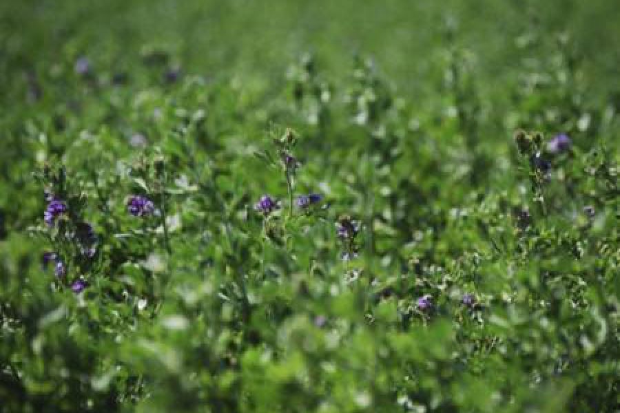 Alfalfa - Foto INTA