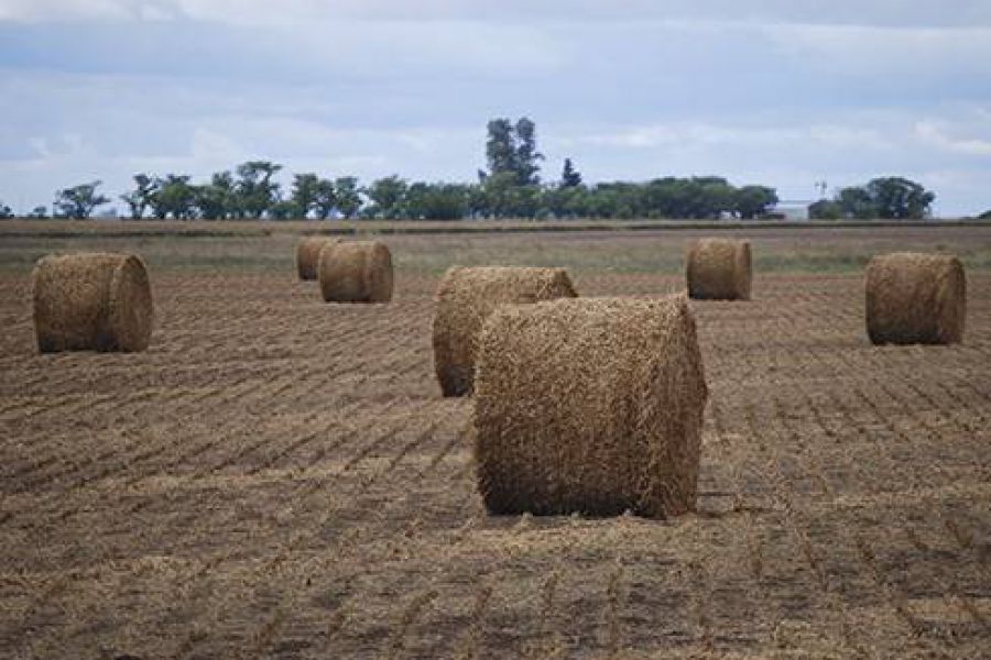 Heno de alfalfa en rollos - Foto INTA
