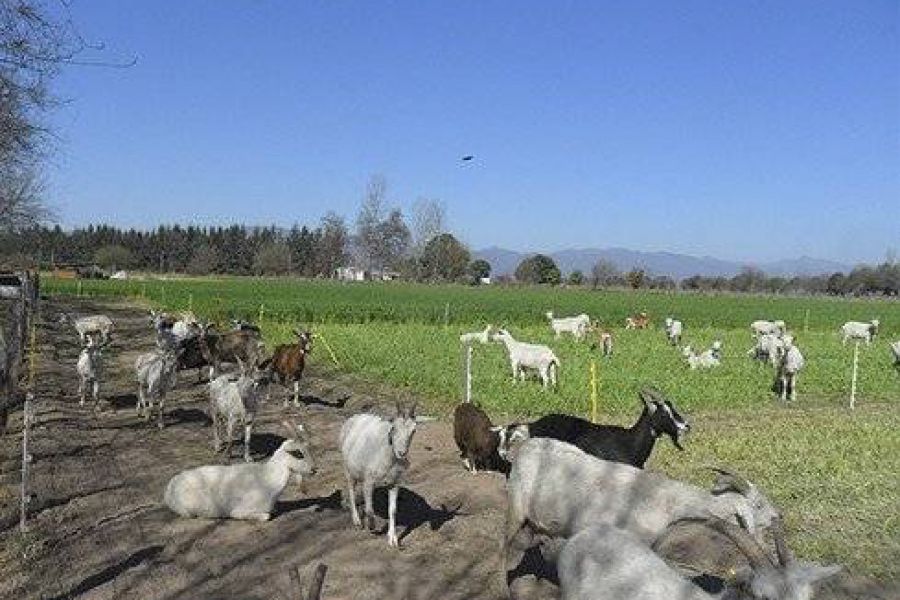 Leche de cabras - Foto INTA