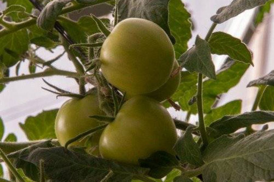Tomate criollo - Foto INTA