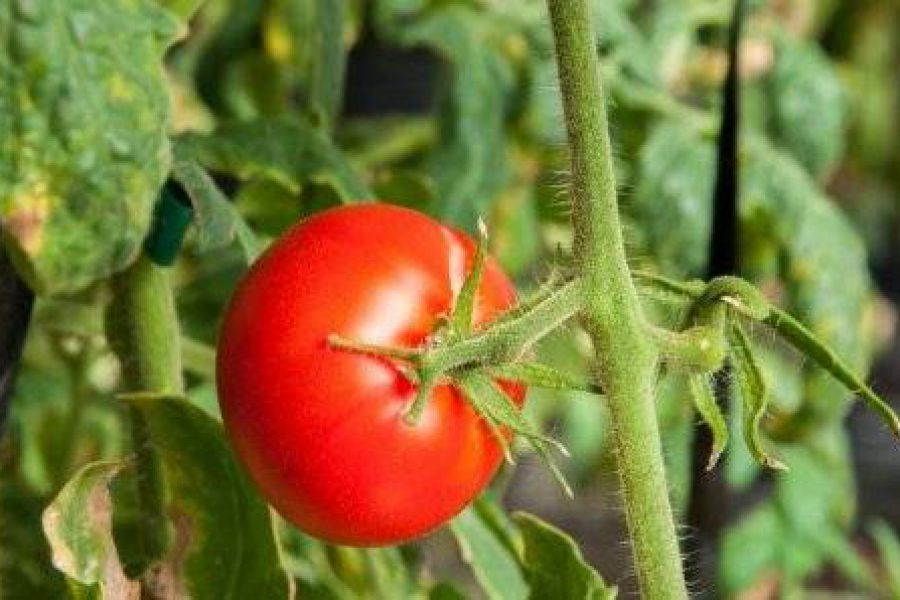 Tomates de campo - Foto INTA