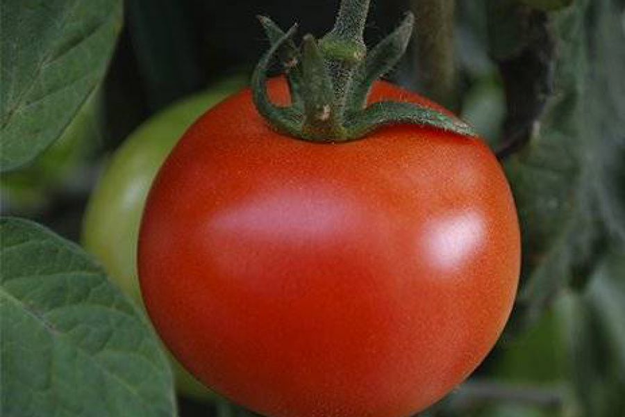 Tomate silvestre - Foto INTA