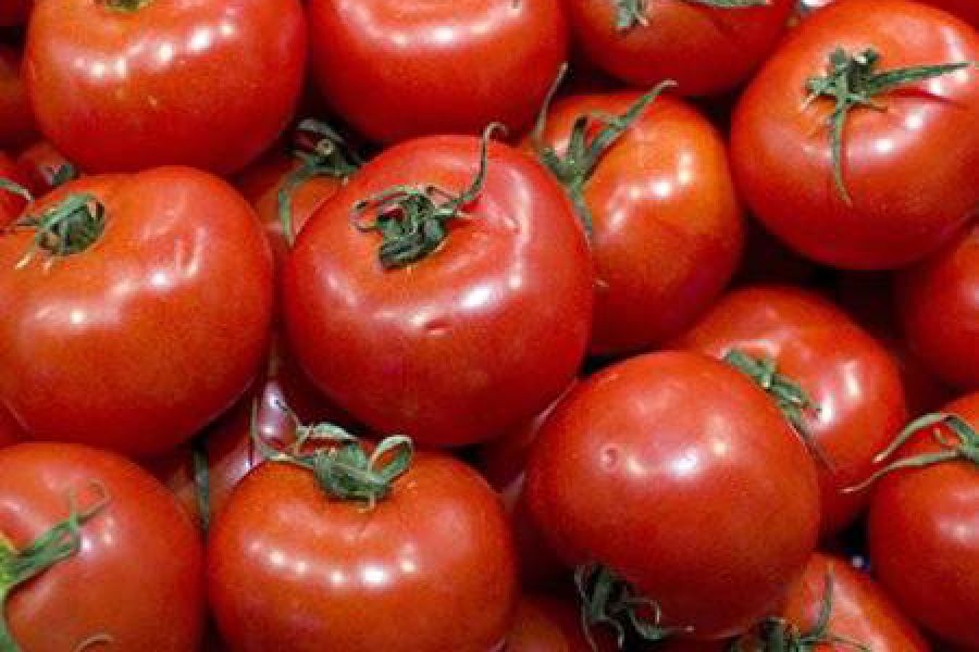 Tomate silvestre - Foto INTA