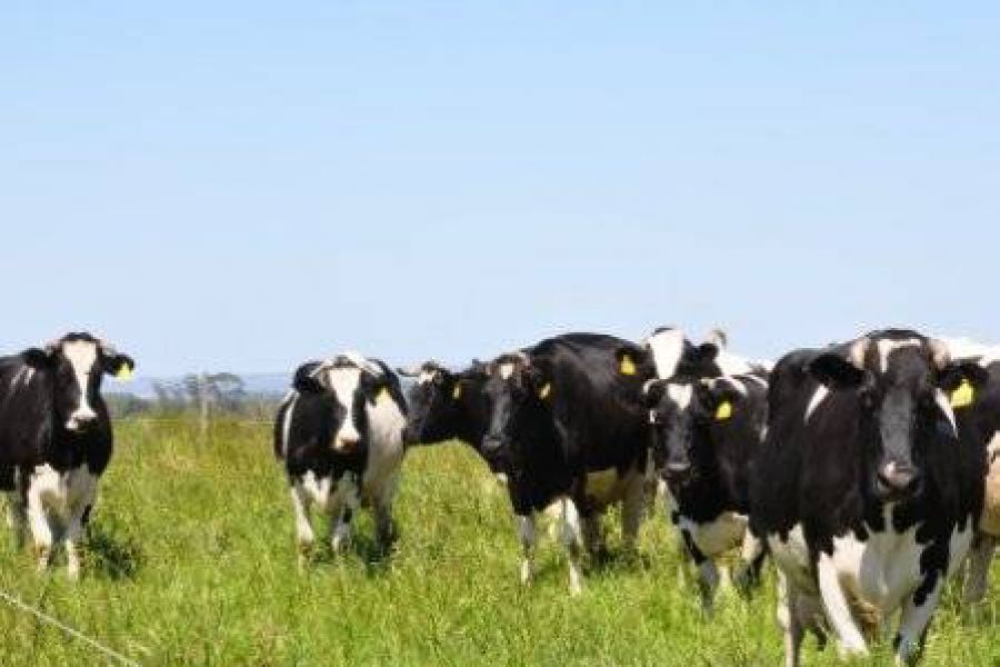 Vacas lecheras - Foto INTA