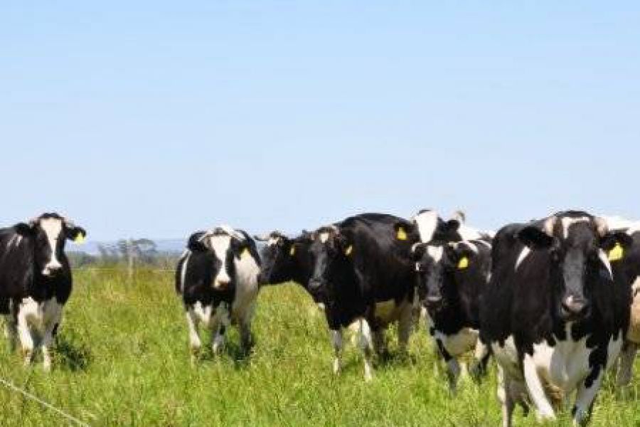 Vacas lecheras - Foto INTA
