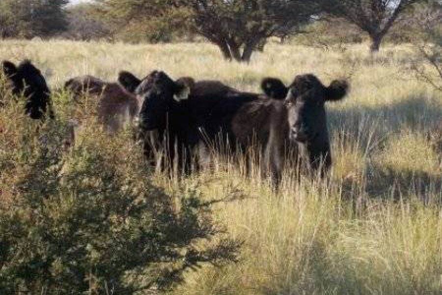 Ganado en llanura arida - Foto INTA