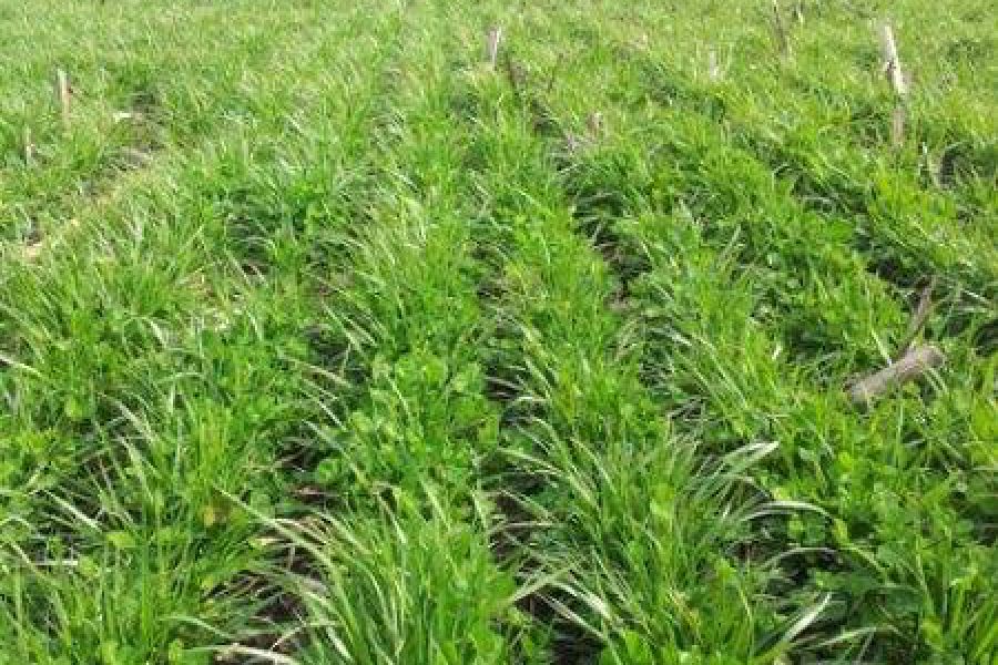 Riesgo de las micotoxinas para la alimentación