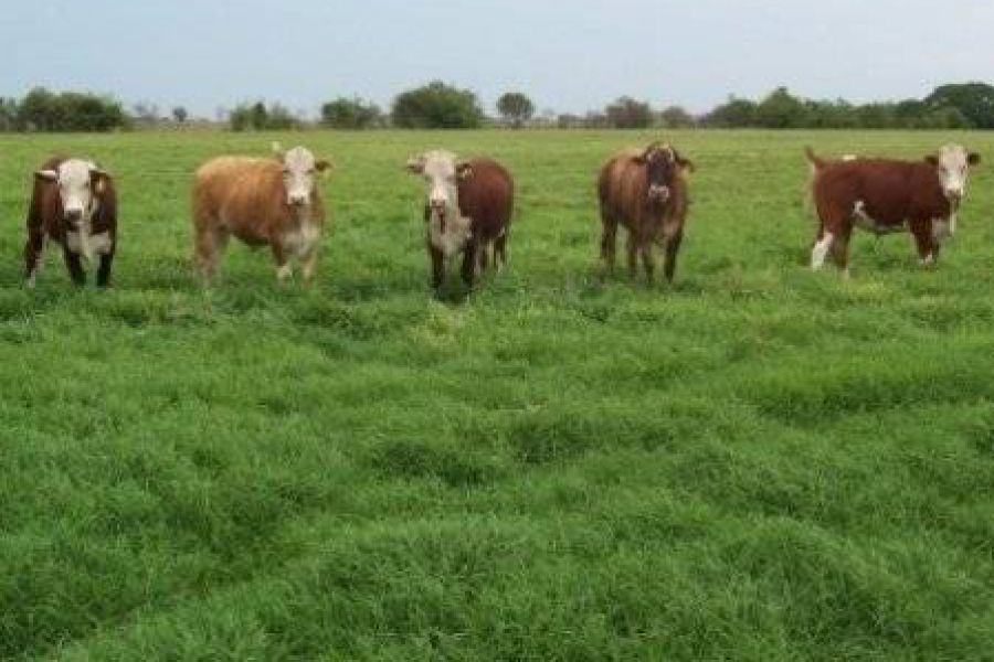 Pasturas: la planificación y el manejo hacen la diferencia