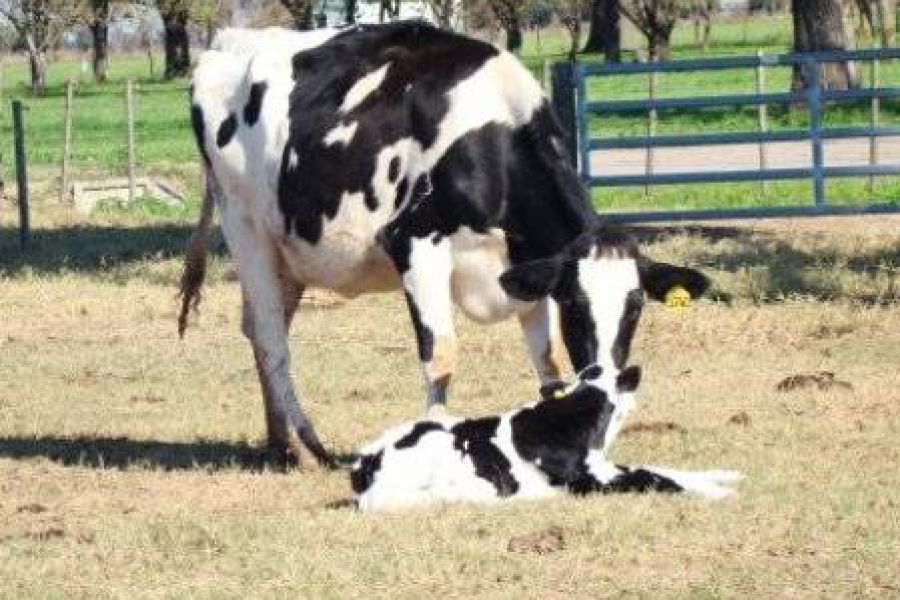 Vaca y ternero - Foto INTA