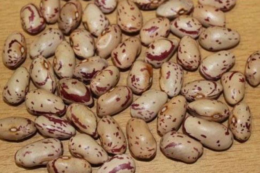 Porotos - Foto INTA