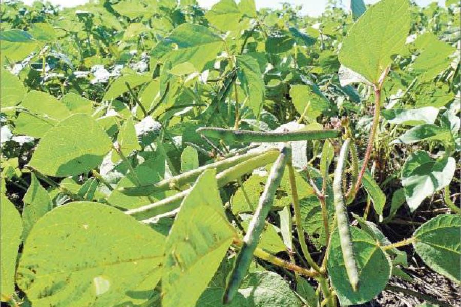 Plantacion de porotos - Foto Campo Litoral