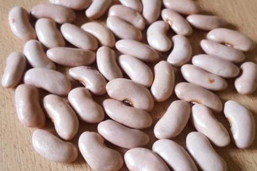 Porotos - Foto INTA