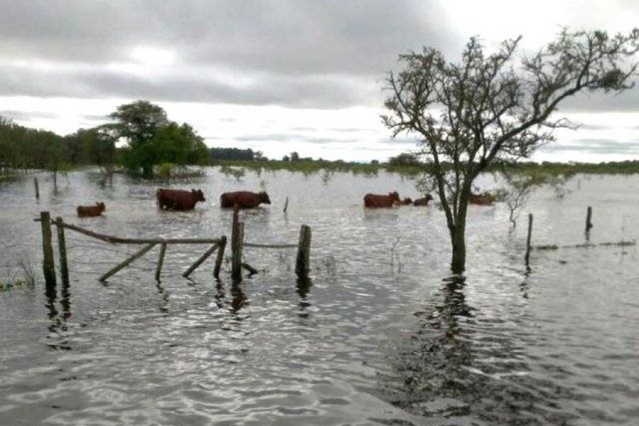 Ganado inundado - Foto SRLC