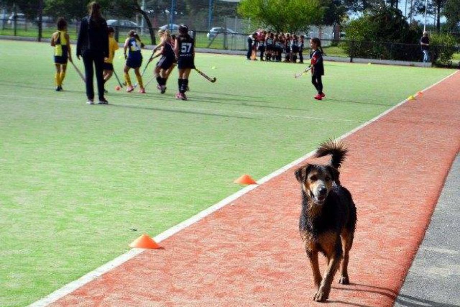 Hockey CAF - Foto FM Spacio