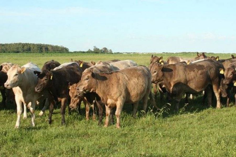 Vacas de la raza Murray Grey