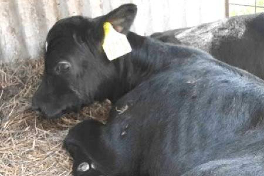 La Champions League de la ganadería