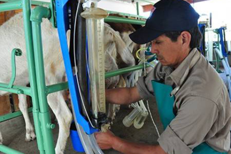 Leche caprina - Foto INTA