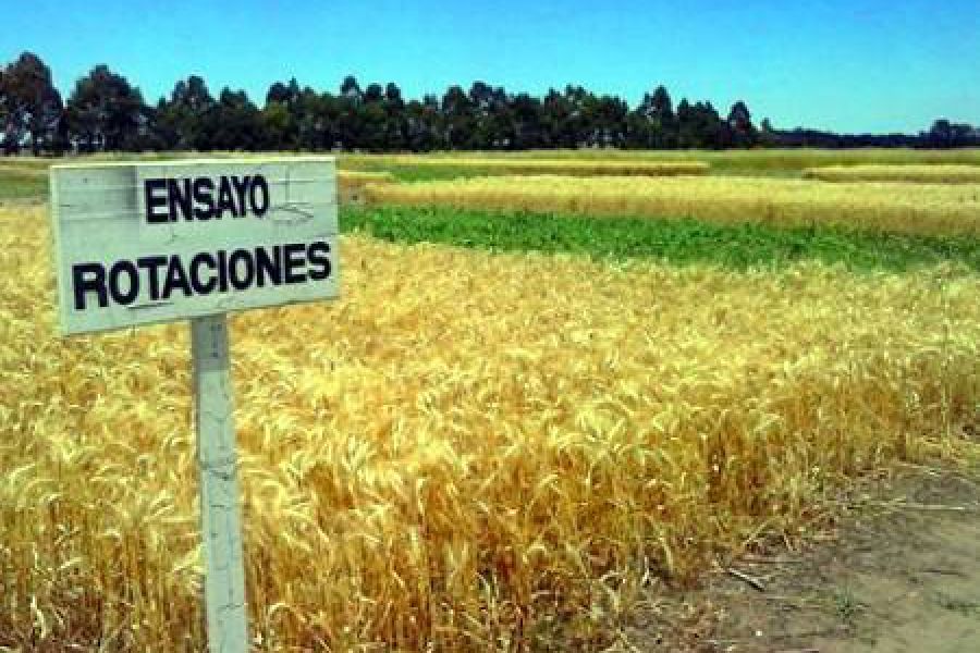 Con rotaciones, el trigo multiplica los rindes