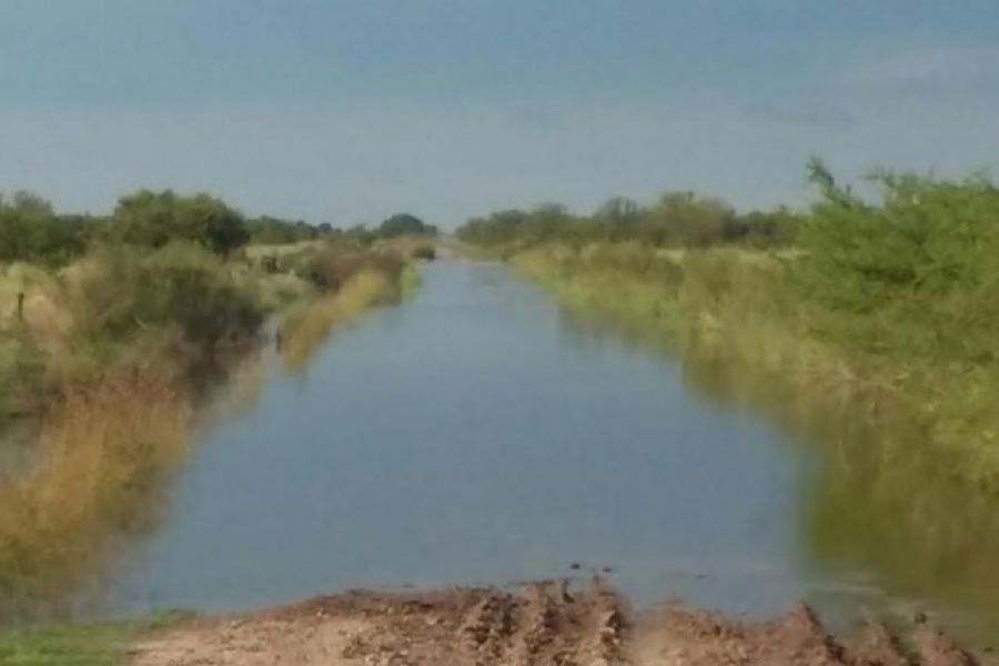 Pirola en la region