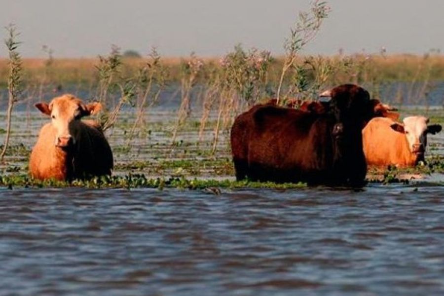 «La pampa húmeda es hoy una gran maceta saturada de agua»