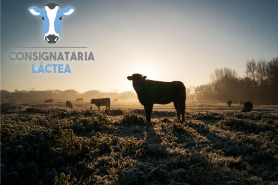 Consignataria Lactea