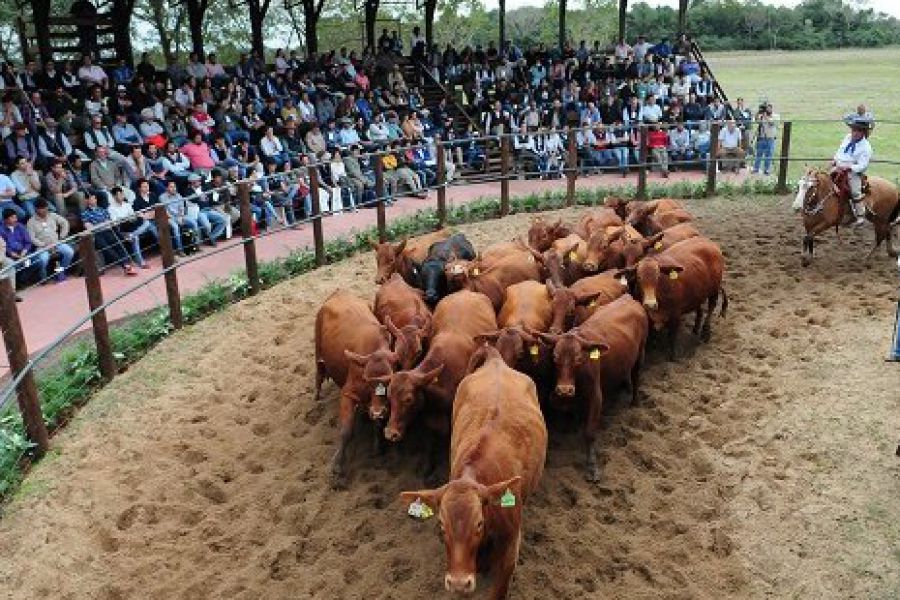 Ganado de Formosa - Foto INTA