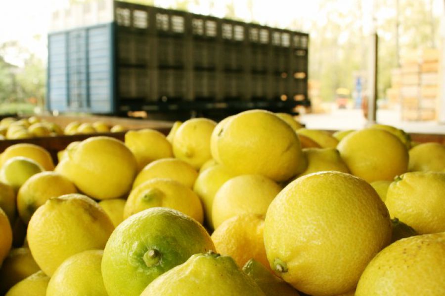 Estados Unidos autorizó definitivamente el acceso de limones argentinos