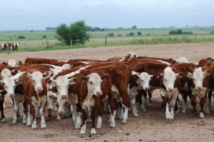 Vacas y terneros - Foto INTA