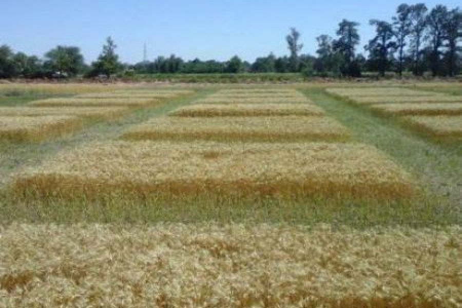 Cultivos fertilizados - Foto INTA