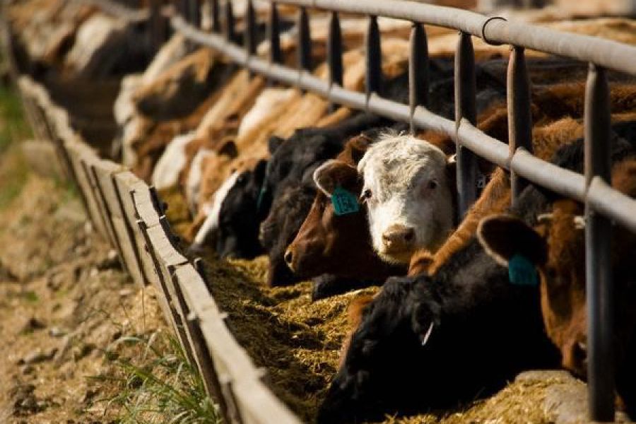 Aprovechan los efluentes de feedlot para nutrir el suelo