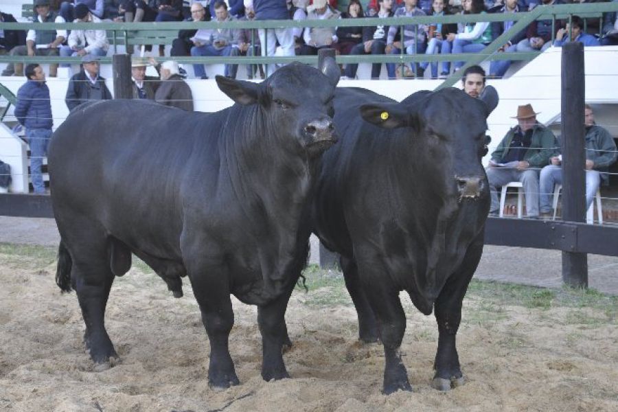 La recuperación ganadera beneficia a toda la cadena