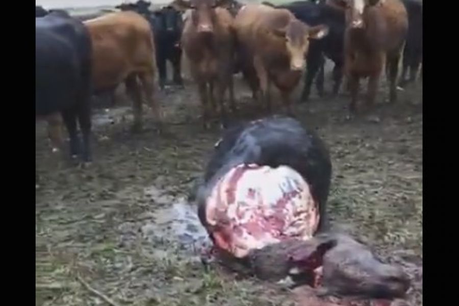 Carsfe accionará contra los delitos rurales