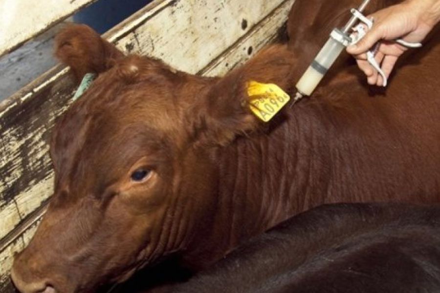 Coronavirus: treinta días más para vacunar contra la aftosa