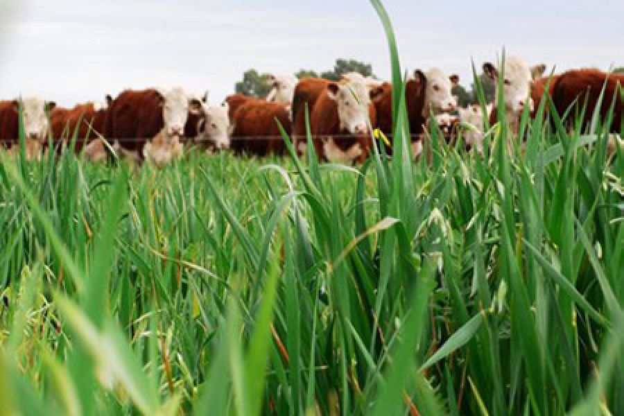 Ecoganadería: el equilibrio justo entre ambiente y producción